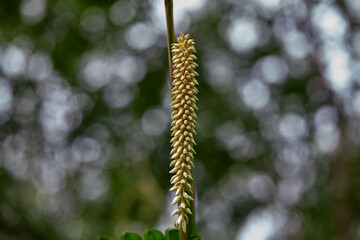 Close-up view of Ruffled Fan Palm inflorescence