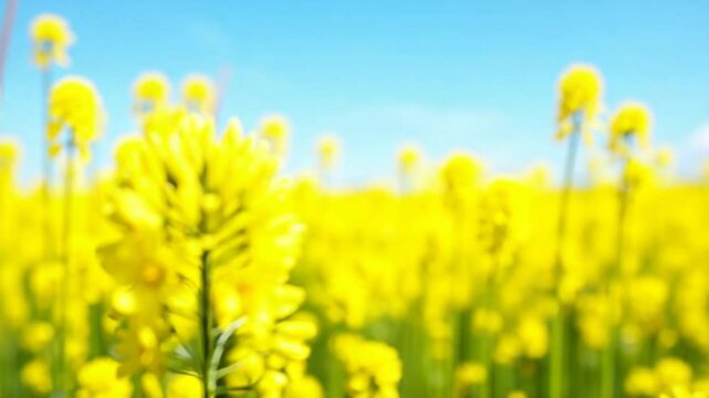 A yellow field of flowering rapeseed against a sunny blue sky.