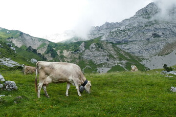 cows in the mountains
