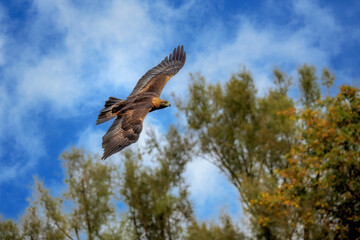 Flying golden eagle (Aquila chrysaetos)