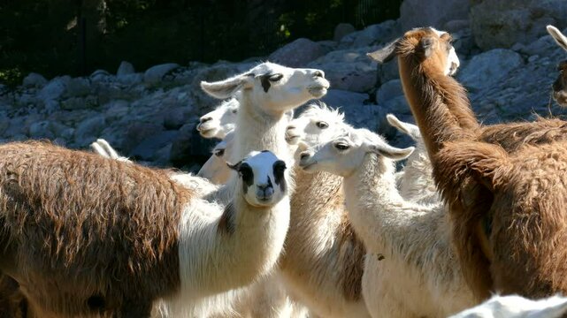 Herd of llamas (lama glama)