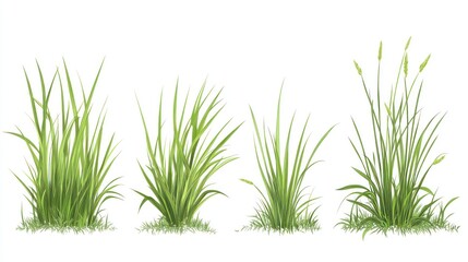 Vibrant Green Grass Collection: Four Lush Grass Tuft Illustrations Isolated on White Background, Perfect for Nature Designs and Spring Themes