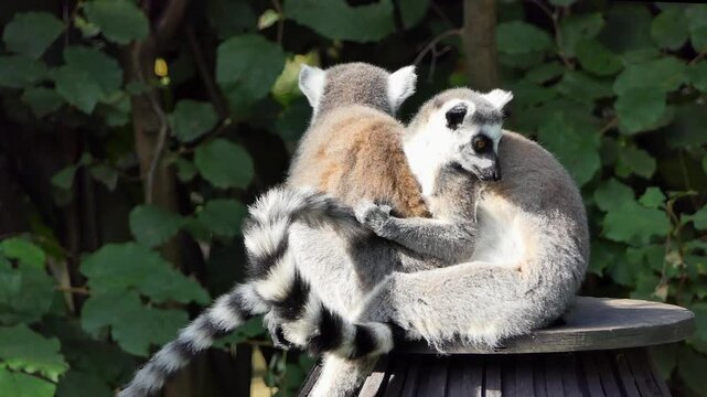 The ring-tailed lemur. Lemur catta