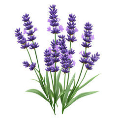 Naklejka premium Lavender flower isolated on a Transparent background showcasing its delicate petals and green stems, Lavender flower isolated. realistic PNG background