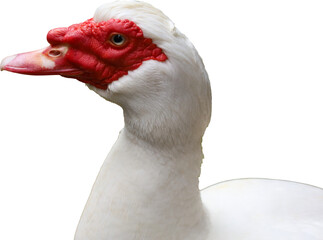 muscovy duck, duck, beak, waterfowl, feather, domestic, farm, bird, white, agriculture, fowl, wild, poultry, wings, wildlife, feathers, animal, nature, water, grass, birds, animals, neck, head, green,