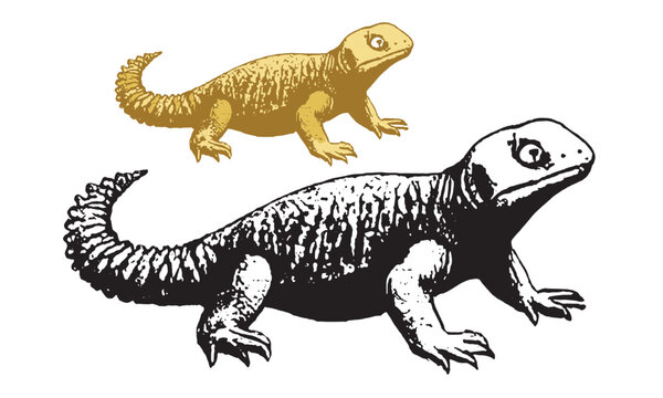 Sanda animals illustration art golden, yeloow colour, black and black white sanda lizard vector- Sanda Eating Saudi Arabia. Kofiler Shanda