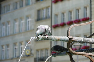 pigeons on the street