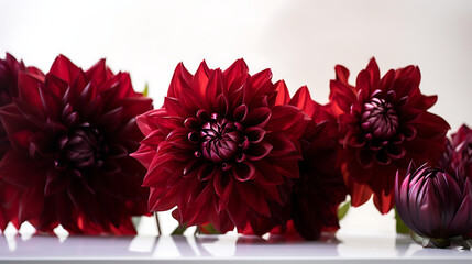 Vibrant red dahlias arranged elegantly on a white surface with soft lighting, showcasing their beauty