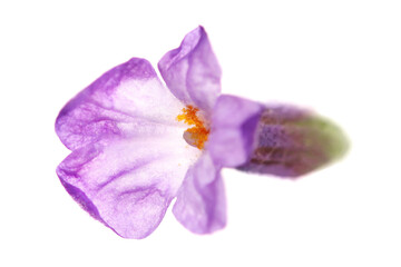 Macro lavender flower, isolated on white background, clipping	