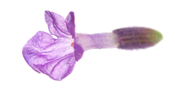 Macro lavender flower, isolated on white background, clipping	