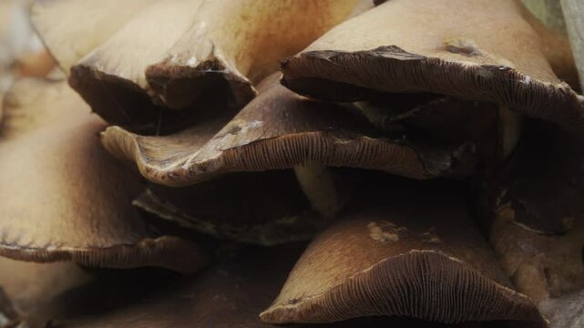 Wild brown fungi extreme close up stock footage