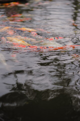 Colorful koi fish swimming gracefully in a tranquil pond with soft water ripples and natural...