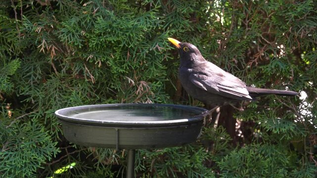 blackbird drinks water in the garden