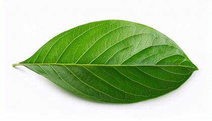 leaves isolated on white background leaf clipping path