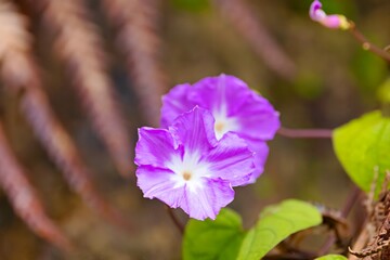 Closeup image of a Dinetus grandiflorus, a rare flowering plant native to Sikkim, India.