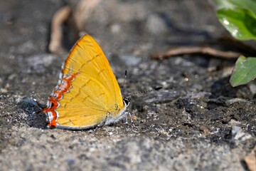 A Green Sapphire butterfly, scientifically known as Heliophorus androcles, spotted in Sikkim, India.