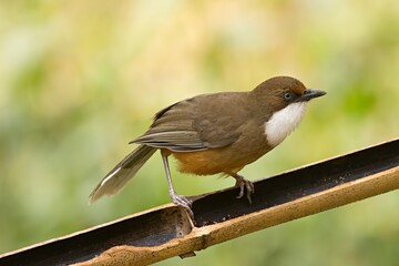 A White-throated Laughingthrush (Pterorhinus albogularis) photographed in its natural habitat in Sikkim, India.