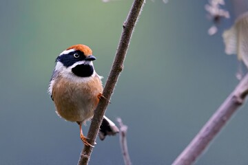 A striking Aegithalos concinnus, commonly known as the Black-throated Tit, captured against the contrasting landscapes of Sikkim, India.