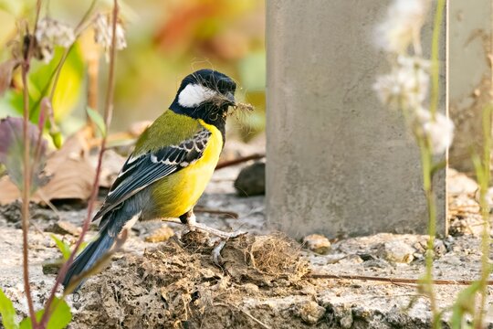 The Parus monticolus, or Green-backed Tit, in its natural habitat in Sikkim, India.