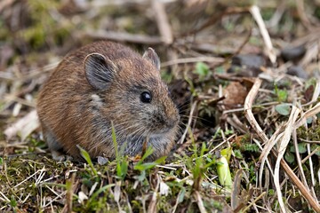 The Sikkim Pika (Ochotona sikimaria), also known as Moupin Pika, captured in its natural habitat in Lungthung, Sikkim, India.
