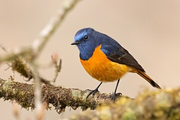 Male Blue-fronted Redstart (Phoenicurus frontalis) pictured in its native habitat at Pangolakha Wildlife Sanctuary, Sikkim, India.