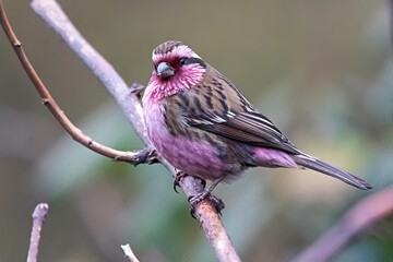A male Himalayan White-browed Rosefinch (Carpodacus thura) captured in Sikkim, India.