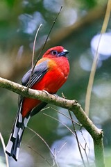 A striking male Red-headed Trogon (Harpactes erythrocephalus) captured in West Bengal, India.