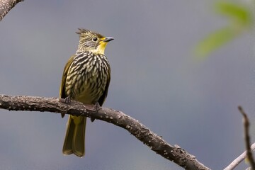 Rusty-fronted Barwing (Actinodura egertoni) spotted in Sikkim, India.