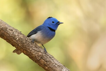A Stripe-throated Yuhina (Yuhina gularis) captured in its natural habitat in Sikkim, India.