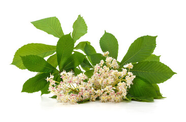 Chestnut flowers with leaves.