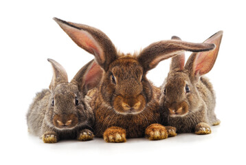 Rabbit and a small bunnies.
