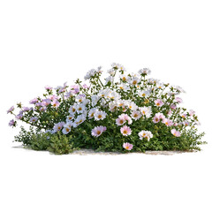 Isolated flowering ground cover with delicate white and purple blooms against transparent...