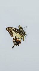 Butterfly Against Sky