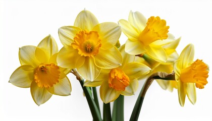 Fototapeta premium daffodils isolated on white