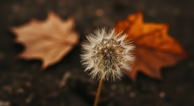 Autumn dandelion seed head