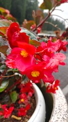 Red begonia flower closeup with dew macro nature bloom plant.
