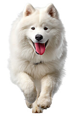 Fototapeta premium Joyful Samoyed Run: A fluffy Samoyed dog with a big smile runs towards the camera, showcasing its thick white fur and happy expression.