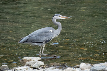 Airone Cenerino