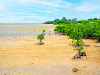 石垣島・名蔵湾のマングローブ（沖縄県石垣市）