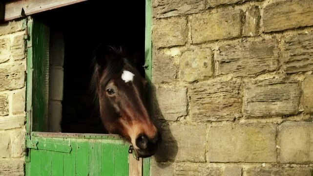Horse looking out of sable door stock footage