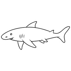 shark  animal marine