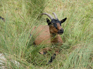 goat on the meadow
