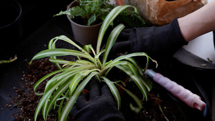 Gardener putting fresh plant potting mix into a flowerpot with spider plant
