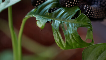 Close up view of a gardeners hand examining a leaf of monstera monkey mask