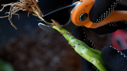 Gardener cutting off roots of a house plant