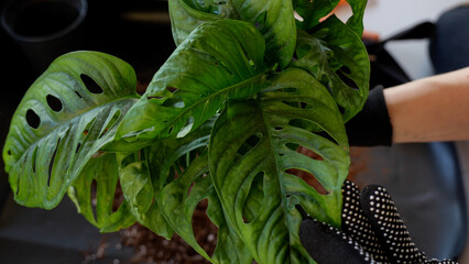 Gardener examining leaves of a monstera monkey mask