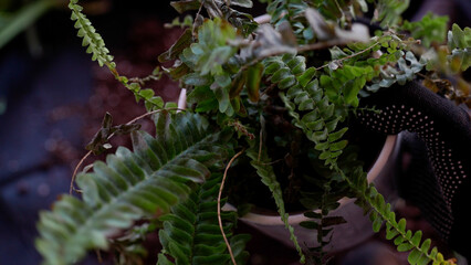 Gardener showing close up of dried up fern leaves