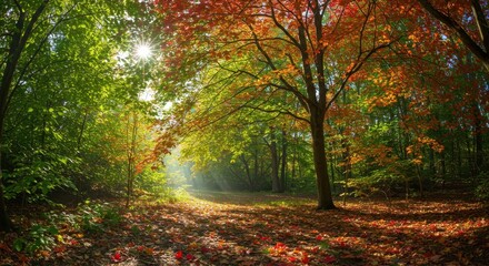 Obraz premium Autumn forest path sunlight