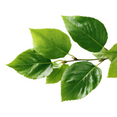 Fototapeta premium Fresh green leaves on a branch, cut out isolated on transparent or white background. A high resolution PNG image of Fresh green leaves on a branch, cut out.