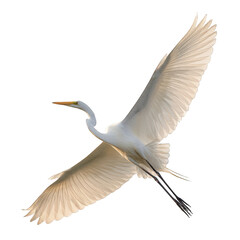 Great egret in flight isolated on a transparent background